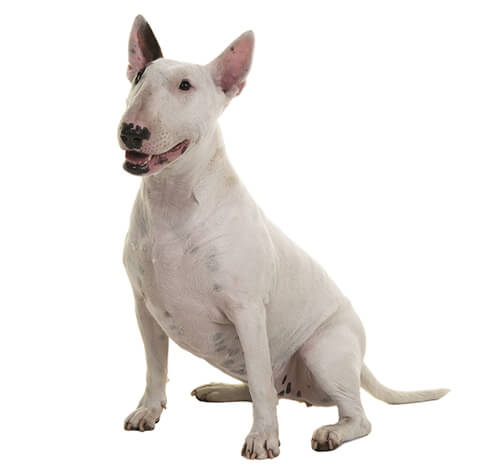 Long snout shop dog breeds